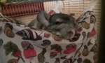 Jak zavolat chinchilla, jména pro chlapce a dívky